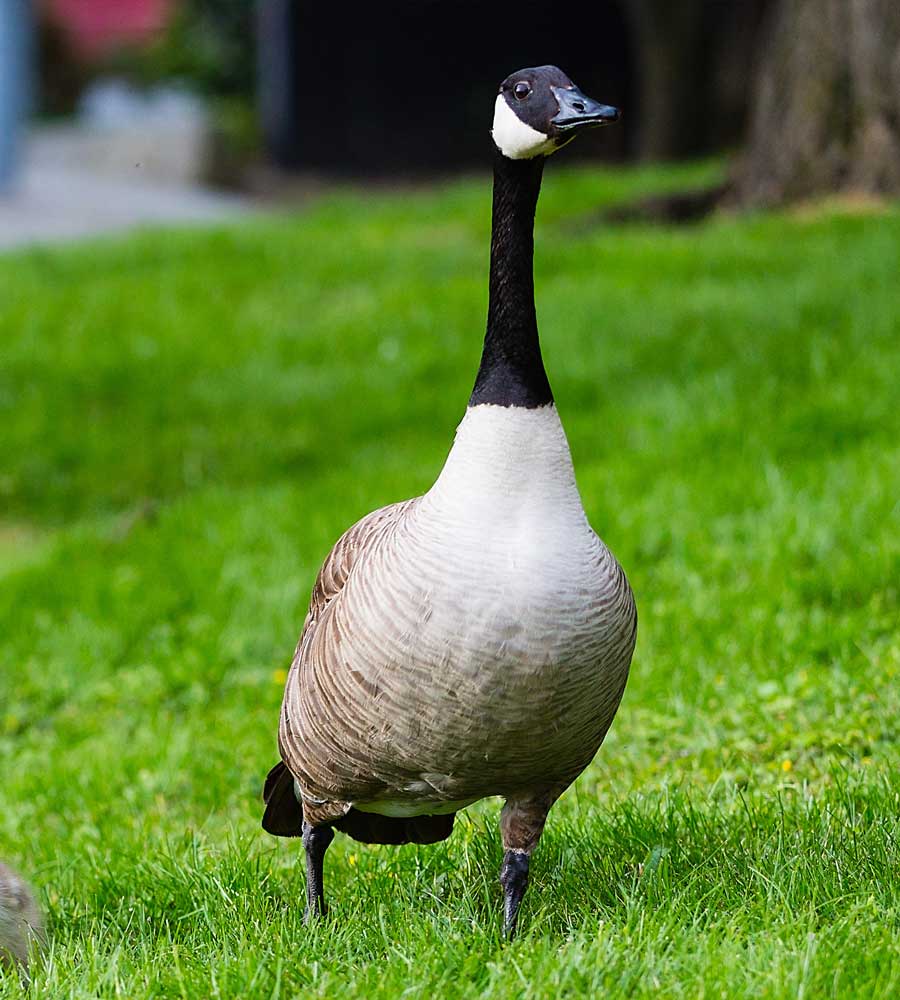 About Geese