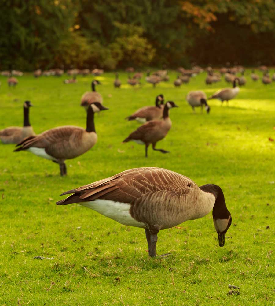 About Geese