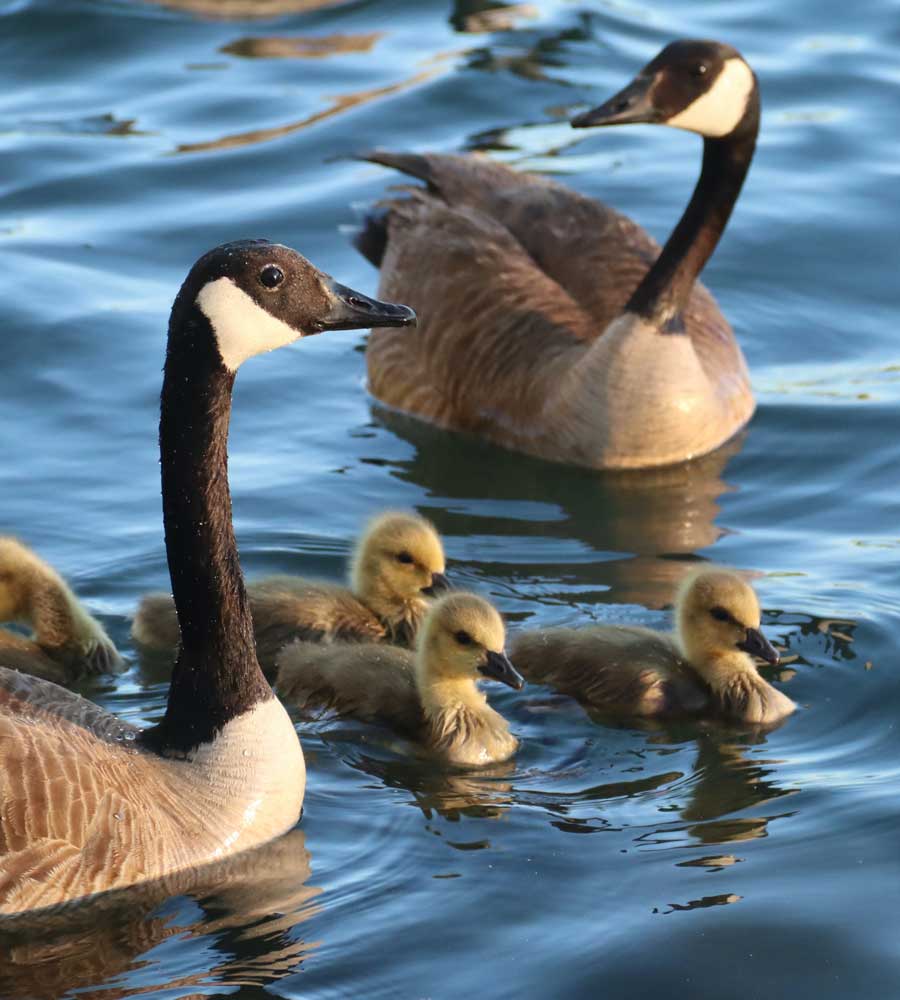 Geese In Water