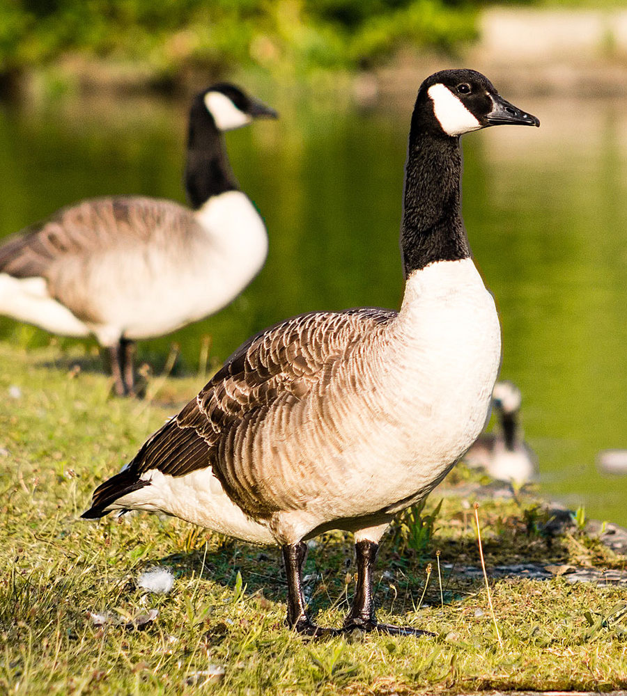 Geese On Land