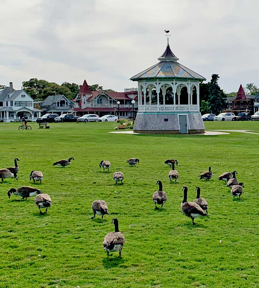 Geese On Municipal Lawn
