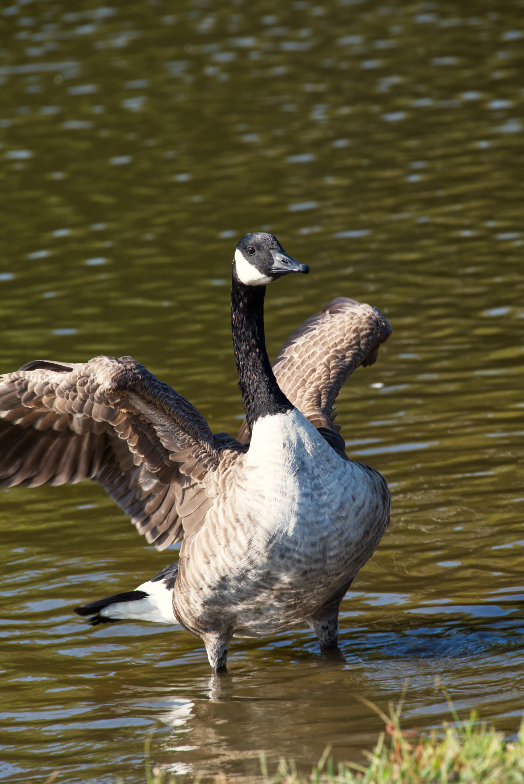 mallard-duck (1)