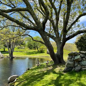 Martha's Vineyard - Geese Partners